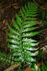Asplenium lamprophyllum. Mature 2‑pinnate lamina showing glossy adaxial surface. 
 Image: L.R. Perrie © Leon Perrie CC BY-NC 3.0 NZ